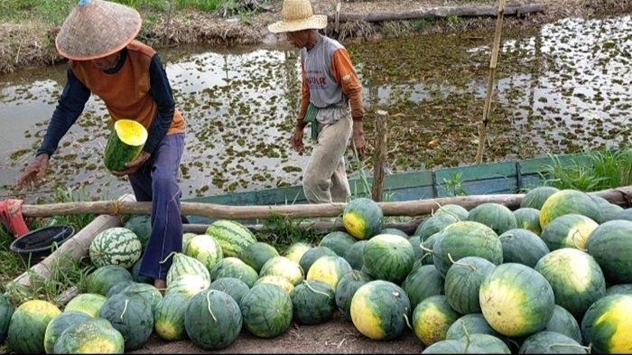 Dokter Zaidul Akbar Ungkap Obat Alami Sembuhkan Usus Bocor, Jangan Buang Biji Semangka