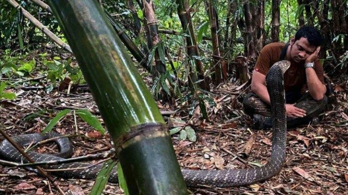 Panji Petualang Nyaris Digigit King Kobra Garaga, Pasca Terhindar Dari Wabah Parasit Cacing