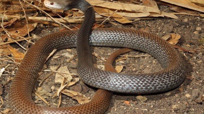 Ayollar uchun Skype video jinsiy aloqa