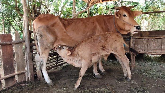 Pastikan Tumbuhkembang Sehat, Peternak Sapi di Tanahlaut Kalsel Harus Latih Pedet Lakukan ini