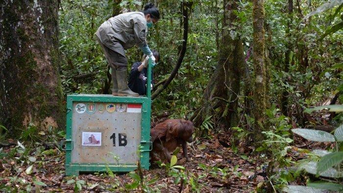 Tiga Orangutan Hasil Rehabilitasi Dilepasliarkan di Taman Nasional Katingan Kalimantan Tengah
