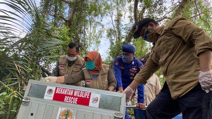Terdampak Covid-19, Pelepasliaran 4 Bekantan ke Pulau Kaget Dipercepat