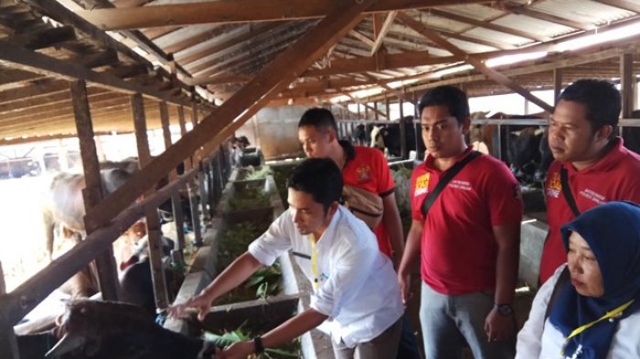 Disnak Temukan Tiga Sapi Kurban Terinfeksi Cacing Hati, Ada Juga di Masjid Al Karomah