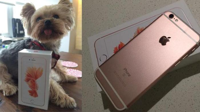 iPhone 6S Pertama di Dunia Dimiliki Desainer Cantik Ini