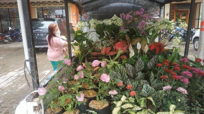 Mawar Ungu Kini Paling Banyak Dicari, Hargannya Murah Meriah Cuma Rp 35 Ribu