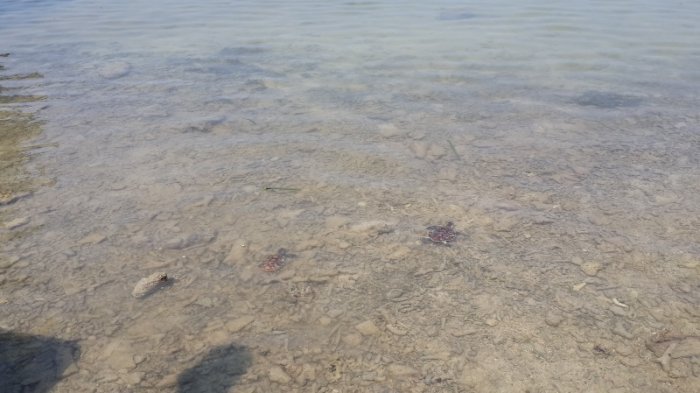 'Prabowo dan Jokowi' Dilepas di Pulau Sabira, Sandiaga Uno : Eh, Ujung-ujungnya Berteman