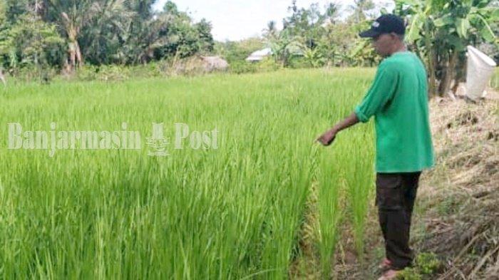 Distan Pinjamkan Pompa, Sawah di Kabupaten Banjar Kalsel Mulai Kekeringan