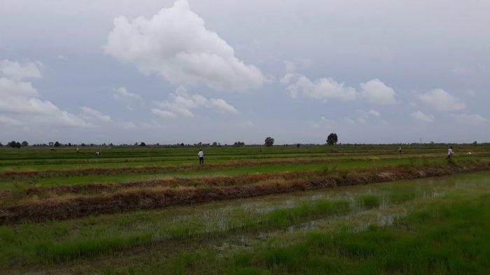 Dua Kecamatan Mulai Tanam Padi Program Serasi, di Sini Lokasinya