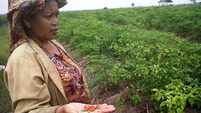 Mesin Pembuat Sambal Cabai Hiyung Tiba