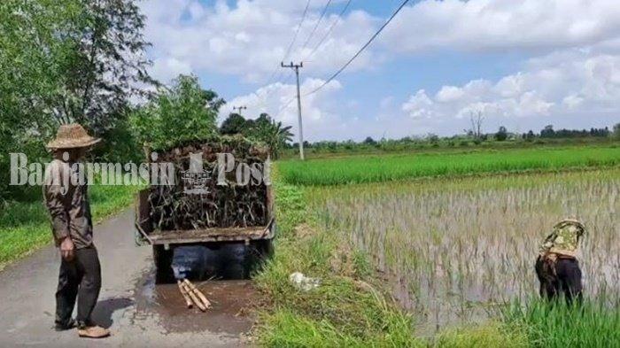 Sawah Terancam Kekeringan, Petani di Jejangkit Muara Kabupaten Barito Kuala Siapkan Kapur