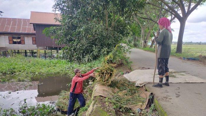 Padi Terendam Setinggi Paha, Petani Desa Kramat HSU Panen Padi Dengan Jukung