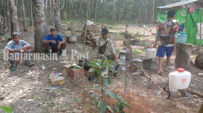 Petani di Paringin Kabupaten Balangan Berharap Dilibatkan Dalam Program Dinas Terkait