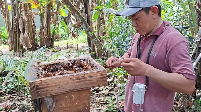 Dari Pekarangan Rumah di Tapin, Runiansyah Kembangkan Bisnis Madu Kelulut Menguntungkan
