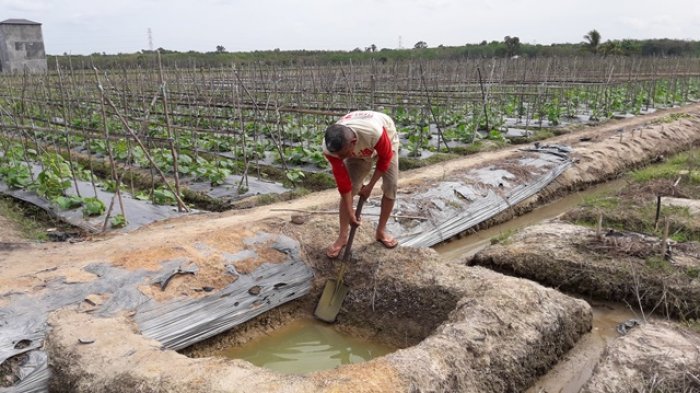 Irigasi Linuh Dikeringkan, Petani Terpaksa Gali Sumur untuk Dapatkan Air