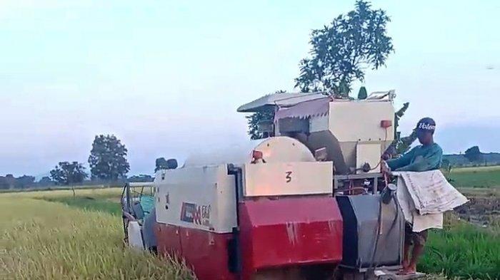 Stok Beras Tala Aman hingga Enam Bulan ke Depan, Surplus Segini Banyaknya