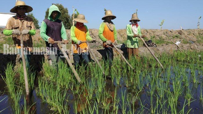 Batola Paling Banyak Dapat Bantuan Program Serasi, Tindaklanjut Program HPS 2019