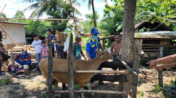 Pedet Rawan Terpapar Penyakit Diare, Peternak Tala Diminta Fokus Pada Hal ini