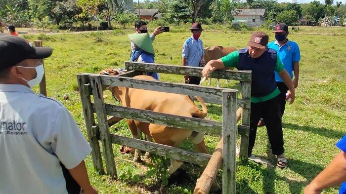Hindarkan Sapi Terpapar Penyakit, Peternak Tala Kalsel Diminta Tangani Kandang Seperti ini