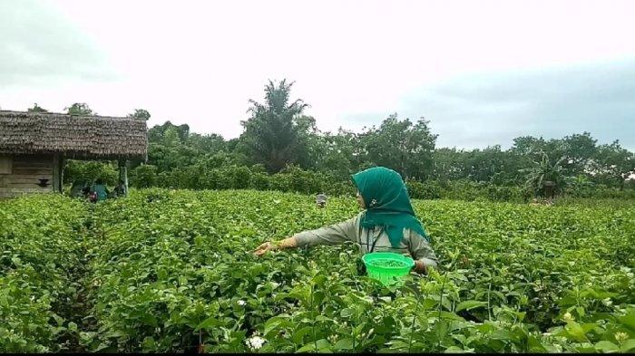 Kebun Bunga Tersebar di Lima Desa di Dua Kecamatan Kabupaten Banjar ini