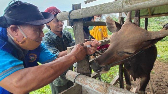 Kesehatan Sapi Mendadak Terganggu, Peternak di Tala Berharap Penyuluh Lebih Sering Turun