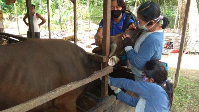 Antisipasi Ternak di Kapuas dari Serangan Jembrana, Distan Kapuas Ambil Sampel Serum dan Darah Sapi