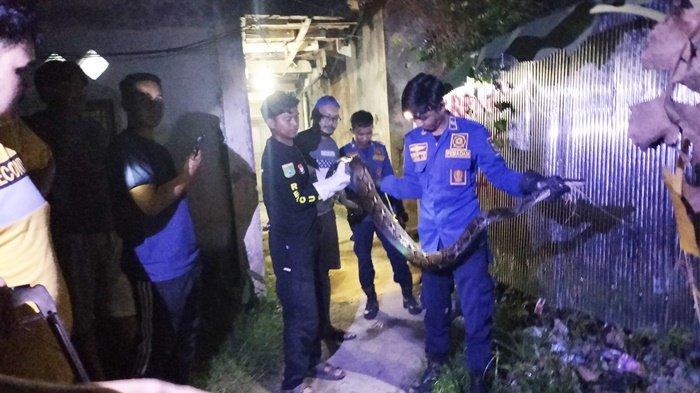 Kemunculan Ular Piton Empat Meter Gegerkan Warga Kampung Baru Kabupaten Tanah Bumbu