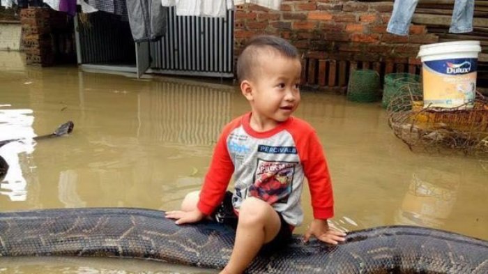 Ngeri! Bocah 3 Tahun Ini Bermain dengan Piton Raksasa Ketika Banjir