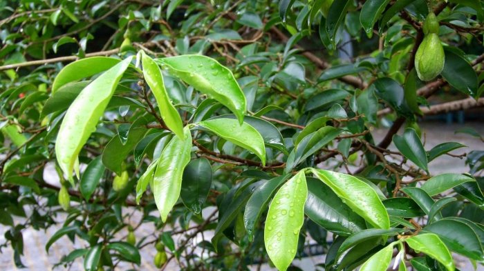 Banyak Gaharu Diperdagangkan di Pasar Gelap