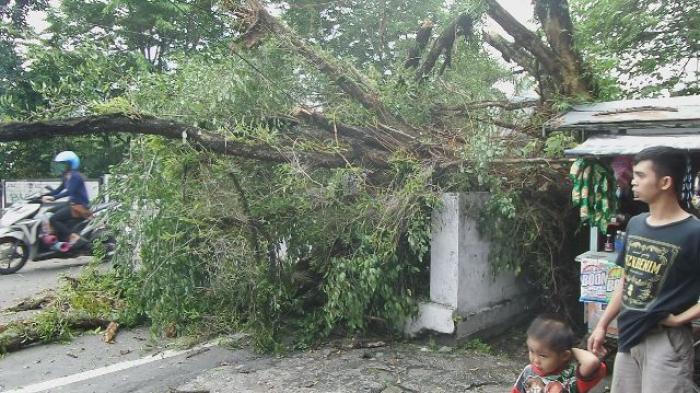 BREAKING NEWS: Pohon Tumbang Timpa Pengendara Sepeda Motor