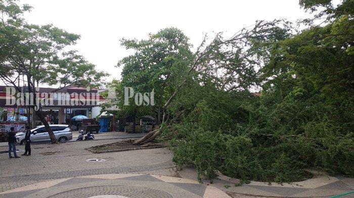 Awal Musim Penghujan, Pohon di Taman Siring Banjarmasin Tumbang Diterjang Angin
