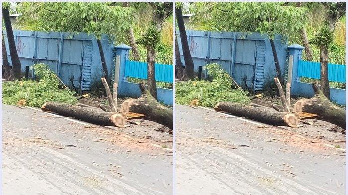 Angin Kencang Terjang Banjarmasin, Sejumlah Pohon Pun Tumbang