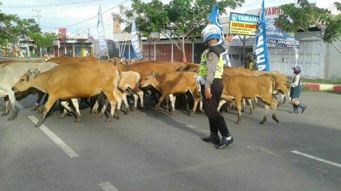 Polisi Ini Punya Tugas Tambahan Menyeberangkan Sapi, Begini Ceritanya
