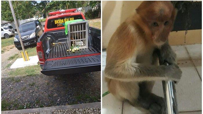 Bekantan Temuan Warga Danau Terati HSU  Hari Ini Dijemput BKSDA di Polsek Banjang, Begini Kondisinya