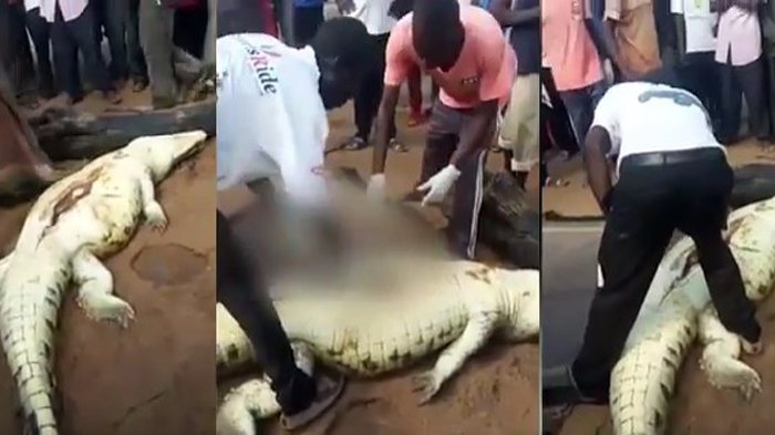 Ya Tuhan! Dalam Perut Buaya Ini Ditemukan Potongan Tubuh Bocah 8 Tahun