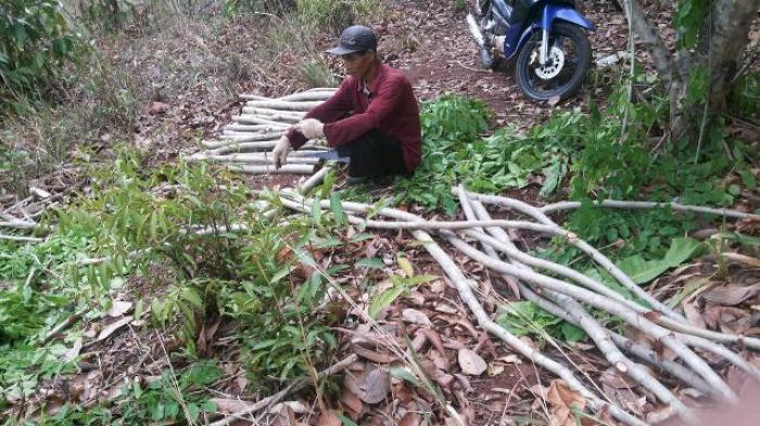 Warga Heboh! Jokowi Katanya Mau Datang ke Mandiangin