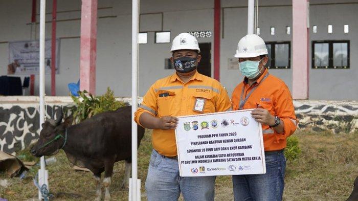Arutmin Bersama Kontraktor Berkurban 107 Sapi dan 28 Kambing