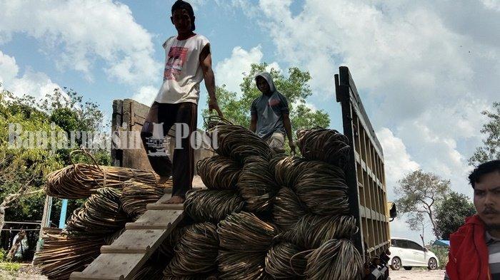 Tumbuh di Bantaran, Rotan Jadi Usaha Warga Pinggiran Sungai di Kalteng