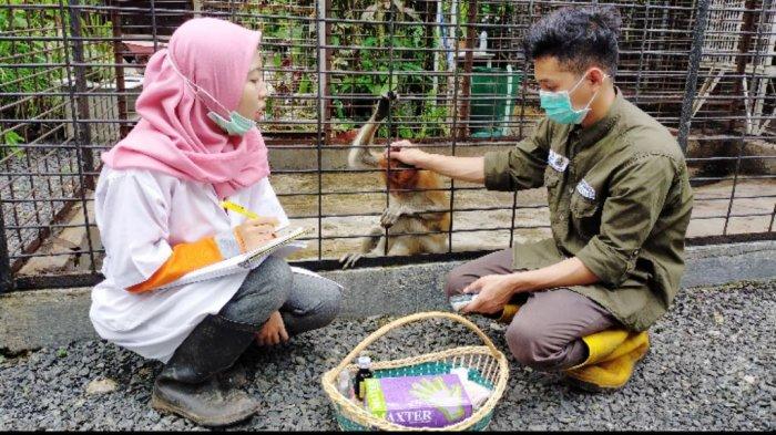 Kalselpedia: Program SBI Membuahkan Hasil, Jumlah Populasi Bekantan Bertambah di Tempat ini