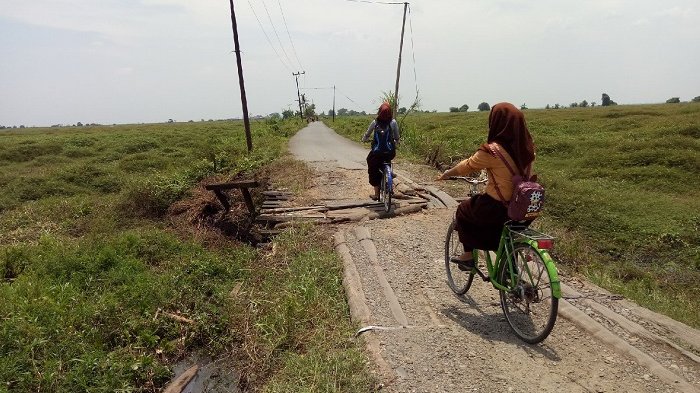 Memprihatinkan, Belasan Jembatan Mantaas-Rantaubujur Gunakan Batang Kelapa, Ini yang Dilakukan Warga