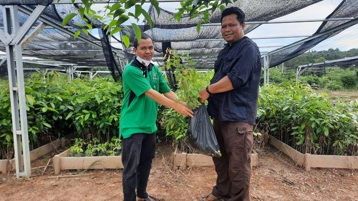 Seorang Warga Tanam 2.000 Pohon Sengon yang Diberi KPH Balangan Kalsel