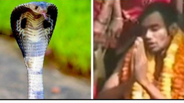 Pernikahan Pria dan Ular Kobra Dihadiri Lebih 15 Ribu Warga