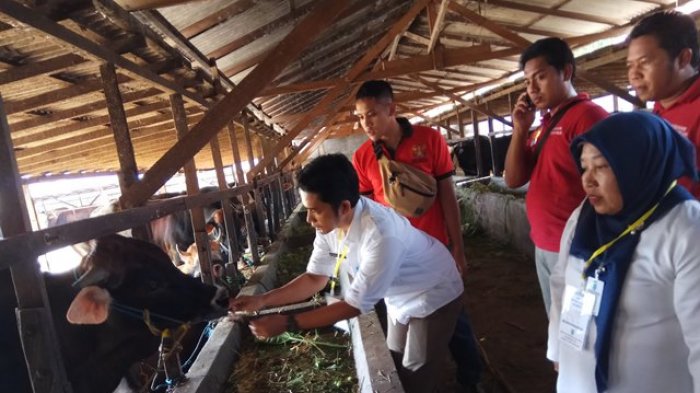 Stok Hewan Kurban di Kotabaru Capai 1.459 Ekor, Sapi Impor Luar Daerah Turun 50 Persen