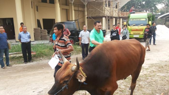 Waspada Cacing Hati, Ini Ciri Sapi yang Mengalaminya