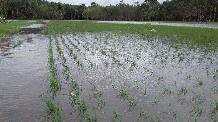 Terdampak Banjir Kalsel, 60 Hektare Padi Petani di Tabalong Rusak