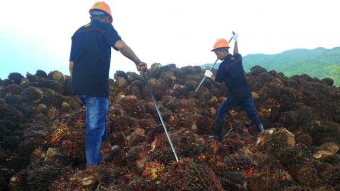 Musim Hujan, Inilah Jurus Perusahaan Sawit Supaya Tidak Merugi