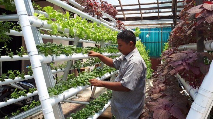 Fresh Sayur Market Produksi Sayur Anti Pestisida, Dibudidayakan dan Diproduksi Pemilik