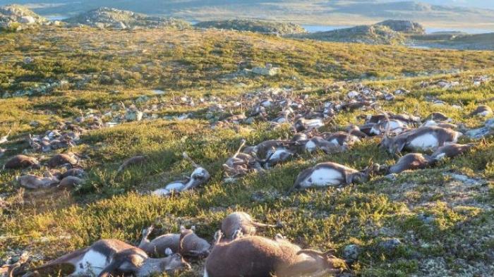 Astaga! Sekali Sambaran Petir, 323 Rusa Liar Ini Bergelimpangan Mati