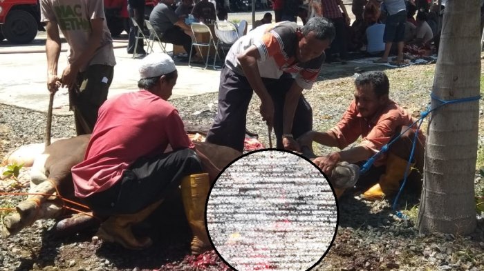 Polres HSS Sembelih 10 Sapi di Aspol Tinggiran dan Bagikan 1.000 Kupon ke Warga