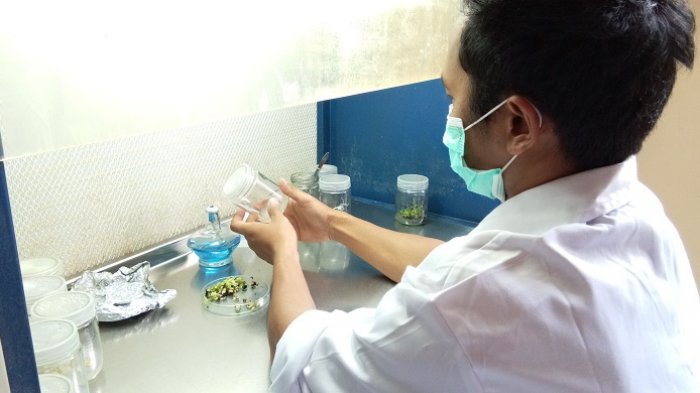 Bibit Awal Berasal dari Sambungmakmur, Ini Syarat Tanaman yang akan Dibiakkan Lewat Kultur Jaringan