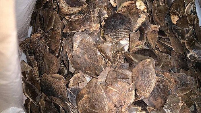 Sita 12 Kg Sisik Trenggiling, Subdit Tipidter Ditreskrimsus Polda Kalsel Tetapkan 2 Orang Tersangka